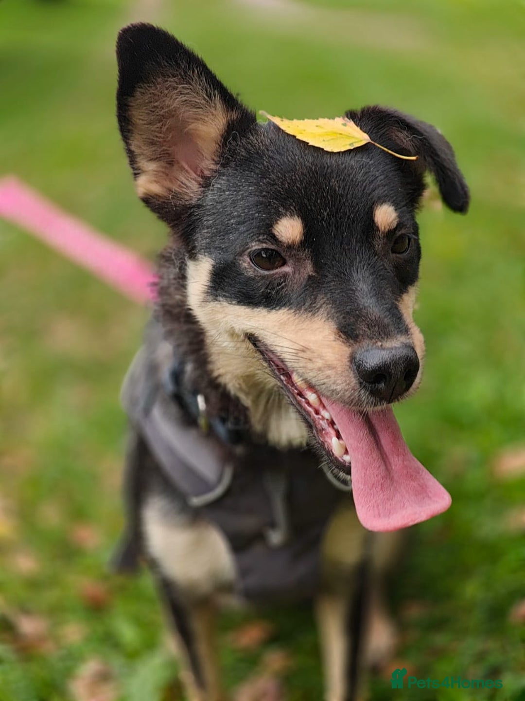 Mixed Breed dogs for adoption: 💖🐶 BUKA 🐶💖 - Image 7