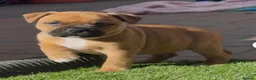 Staffordshire Bull Terrier dogs for stud: 🥨 Crufts Qualified Red SBT Stud 🥨 - Advert 9