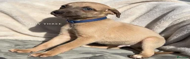 Whippet 3