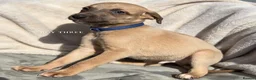 Whippet dogs for sale: Whippet puppies  - Advert 5