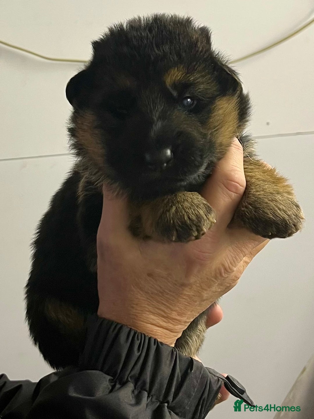 German Shepherd dogs for sale: Litter of puppies with a World Class Pedigree  - Advert 35