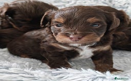 Yorkshire Terrier dogs for sale: Biewer Terrier pups - Image 5