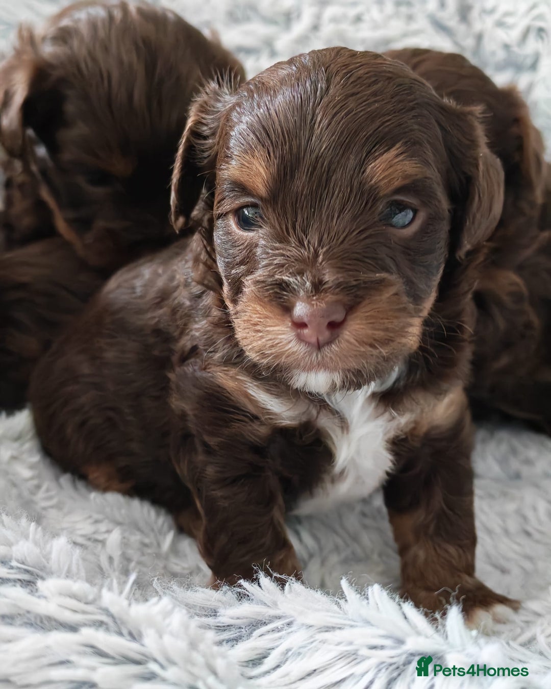 Yorkshire Terrier dogs for sale: Biewer Terrier pups - Image 5