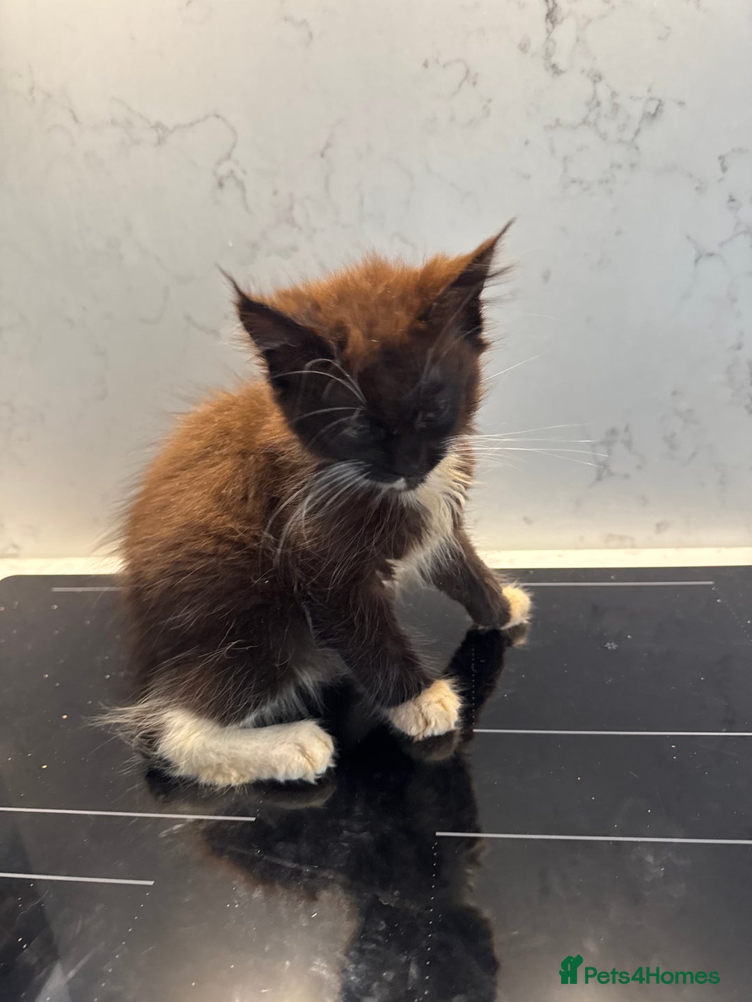 Maine Coon cats for sale: GCCF Registered Kittens. Beautiful lively kittens  - Image 31