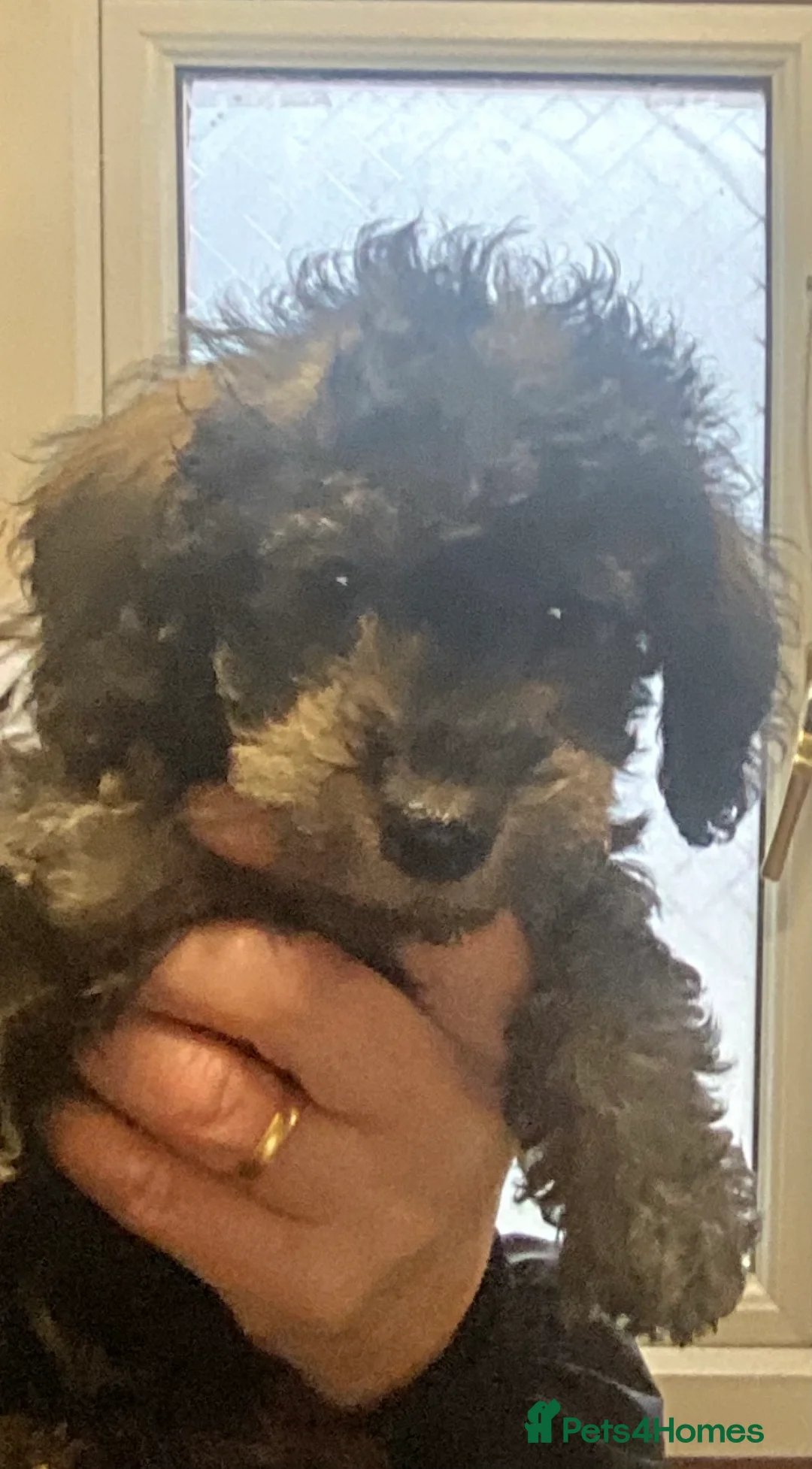 Doxiepoo dogs for sale: Beautiful toy poodle 3/4 puppies - Advert 4