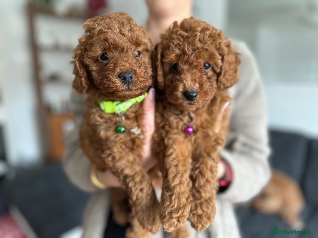 Cockapoo dogs for sale:  Perfect Cockapoo Puppies  🐶  - Image 14