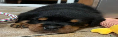 Rottweiler 11