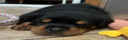 Rottweiler dogs for sale: Health tested Rottweiler puppy’s for sale  - Advert 21
