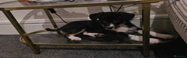 Border Collie 3
