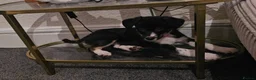 Border Collie dogs for sale: Outstanding Working Border Collie Puppies  in York - Advert 5