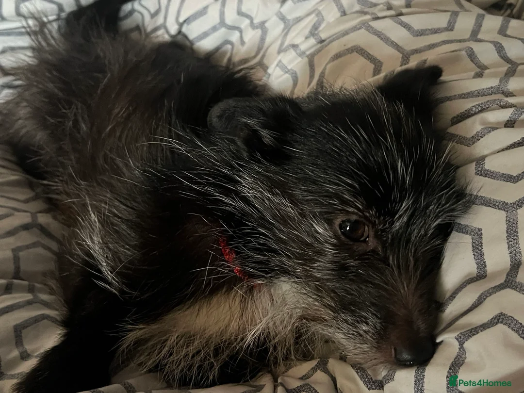 Mixed Breed dogs for sale: Celty and Dorothy (URGENT REHOMING) - Advert 2