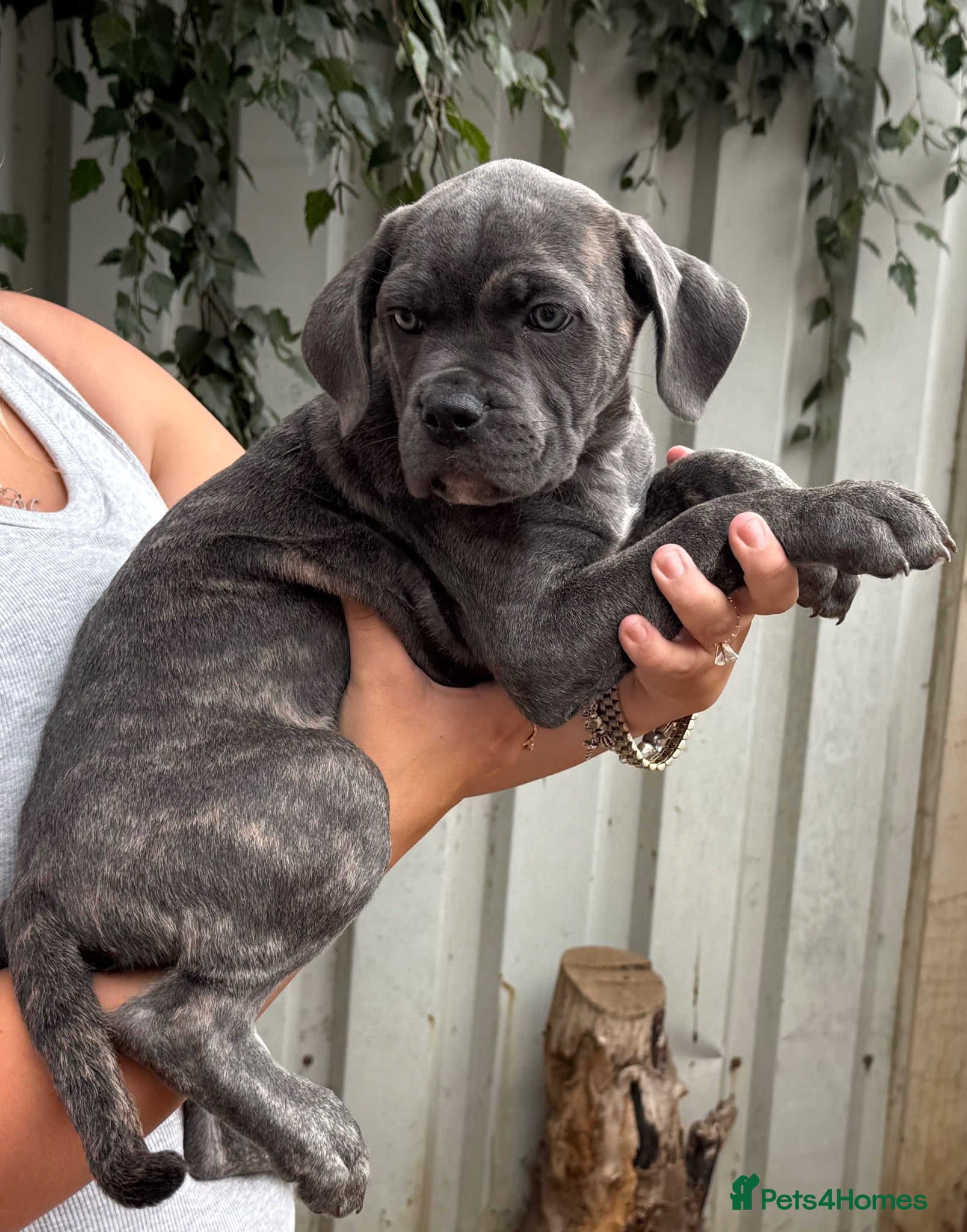 Cane Corso dogs Last 4 left looking for their forever 🏡!🥰 - Advert 1