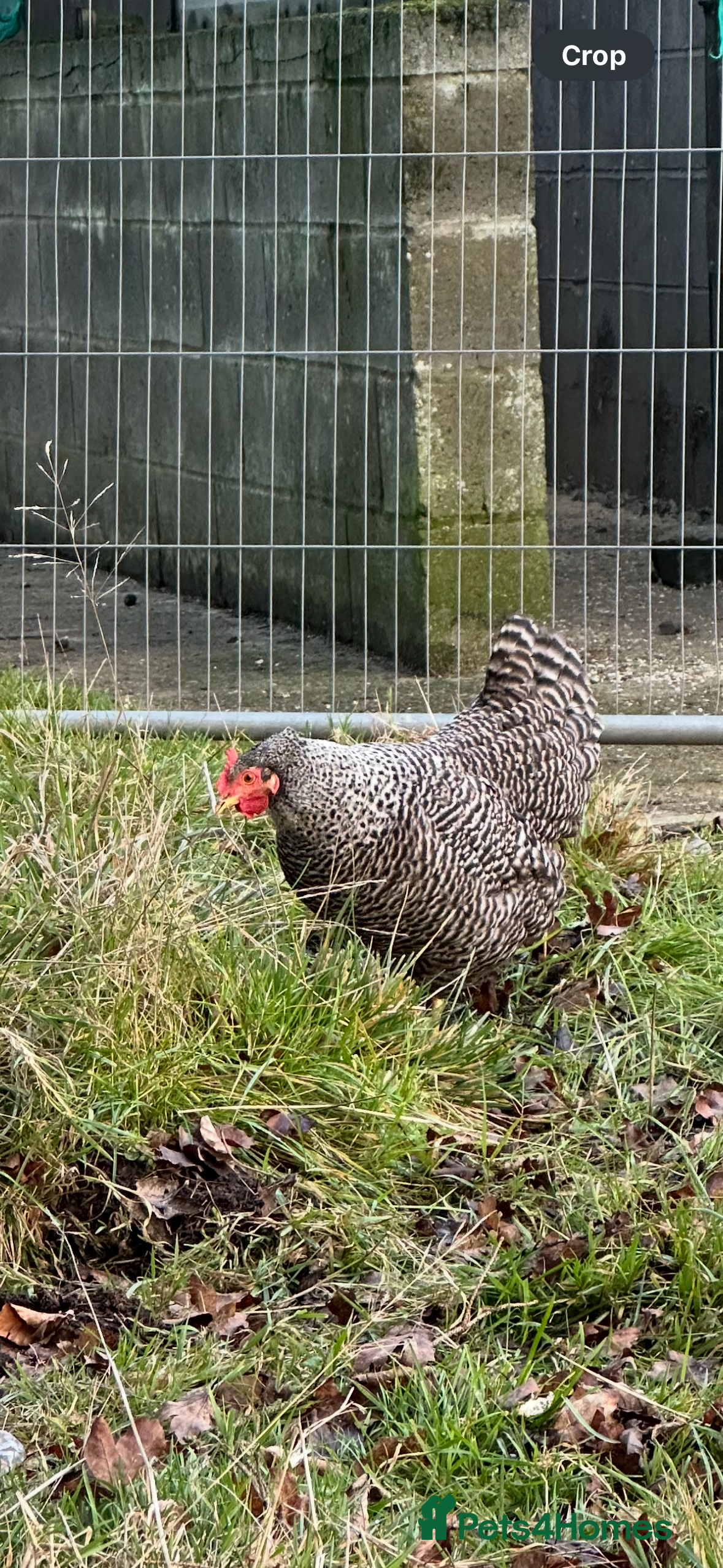 Chickens poultry POL hens for sale  - Advert 10