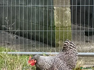 Chickens poultry POL hens for sale - Advert 10