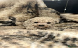 Toy Poodle dogs for sale: Beautiful toy poodles - Advert 2