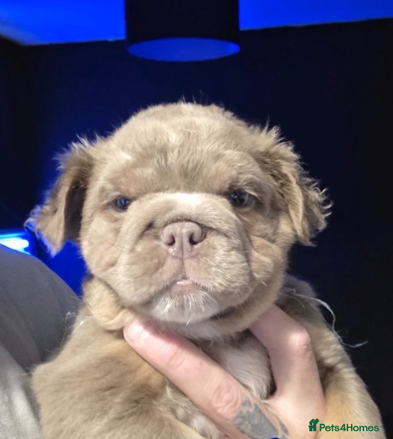 English Bulldog dogs Rare Fluffy English Bulldog Pups - Advert 1