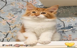 Maine Coon cats for sale: 🐾🦁 *TICA REG* GINGER MAINE COON KITTENS🦁🐾 - Image 9