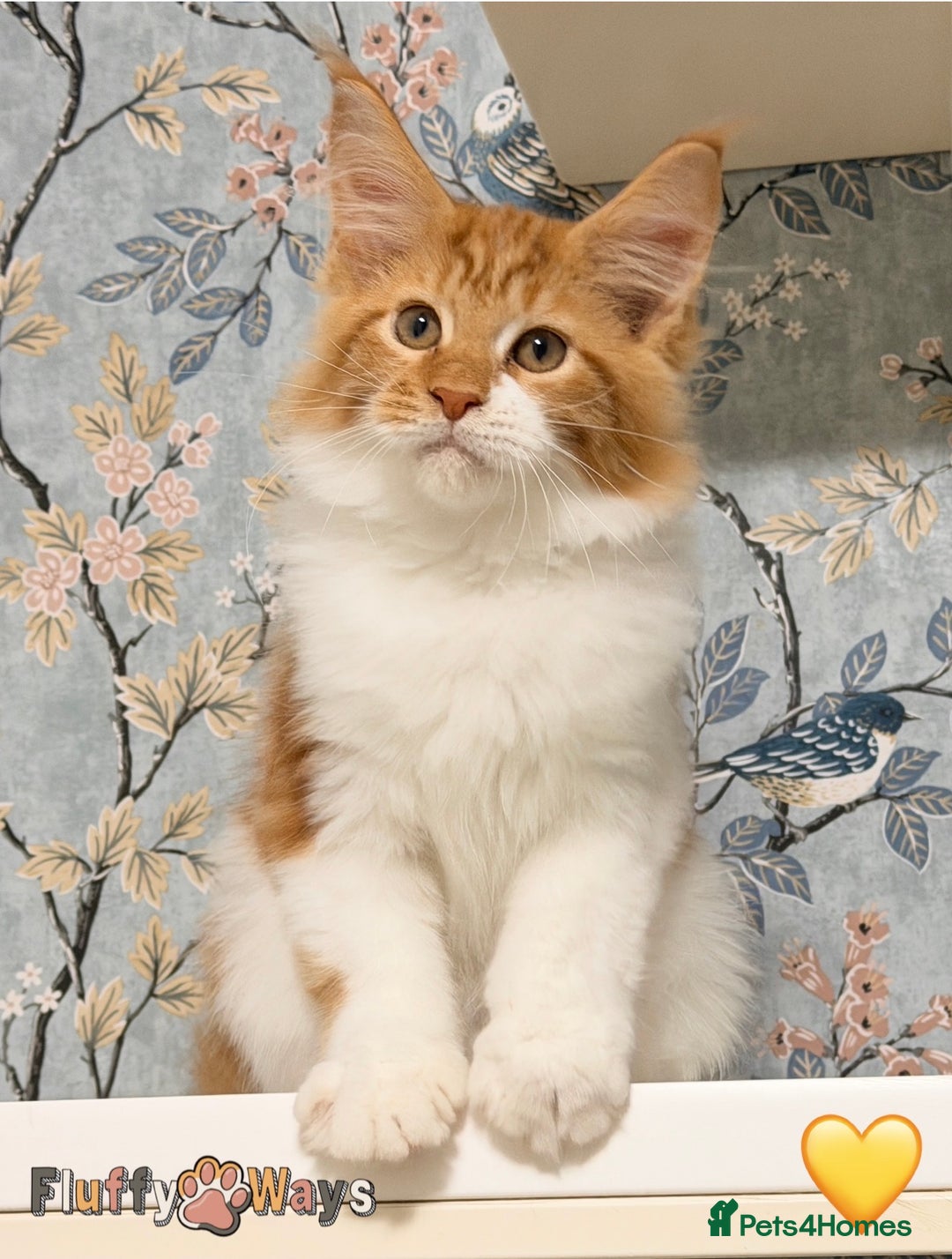 Maine Coon cats for sale: 🐾🦁 *TICA REG* GINGER MAINE COON KITTENS🦁🐾 - Image 9