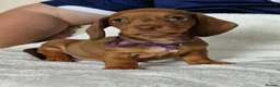 Miniature Dachshund dogs for sale: Stunning litter of Red miniature dachshunds in Brechin - Advert 2