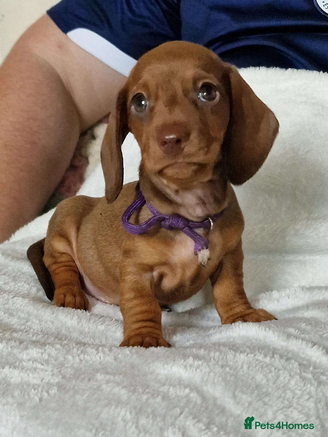 Miniature Dachshund dogs for sale: Stunning litter of Red miniature dachshunds in Brechin - Advert 2