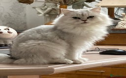 Persian cats for sale: Pedigree Persian silver chinchilla female - Image 9