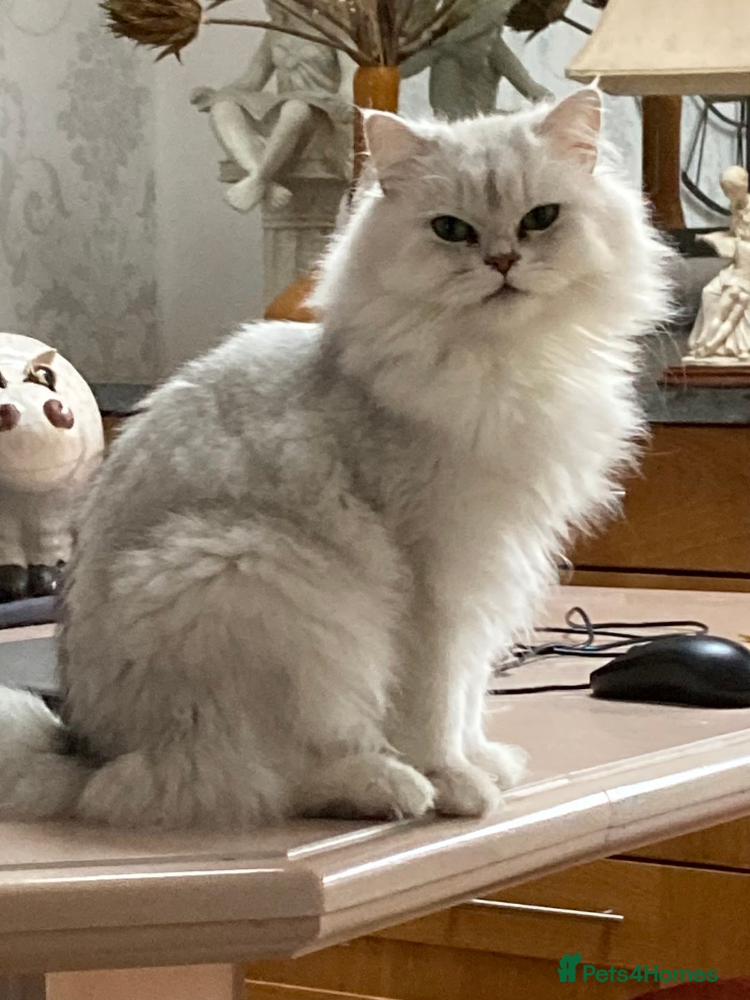 Persian cats for sale: Pedigree Persian silver chinchilla female - Image 9
