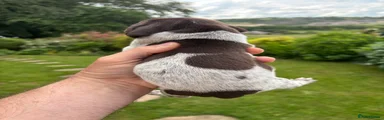 German Shorthaired Pointer 10