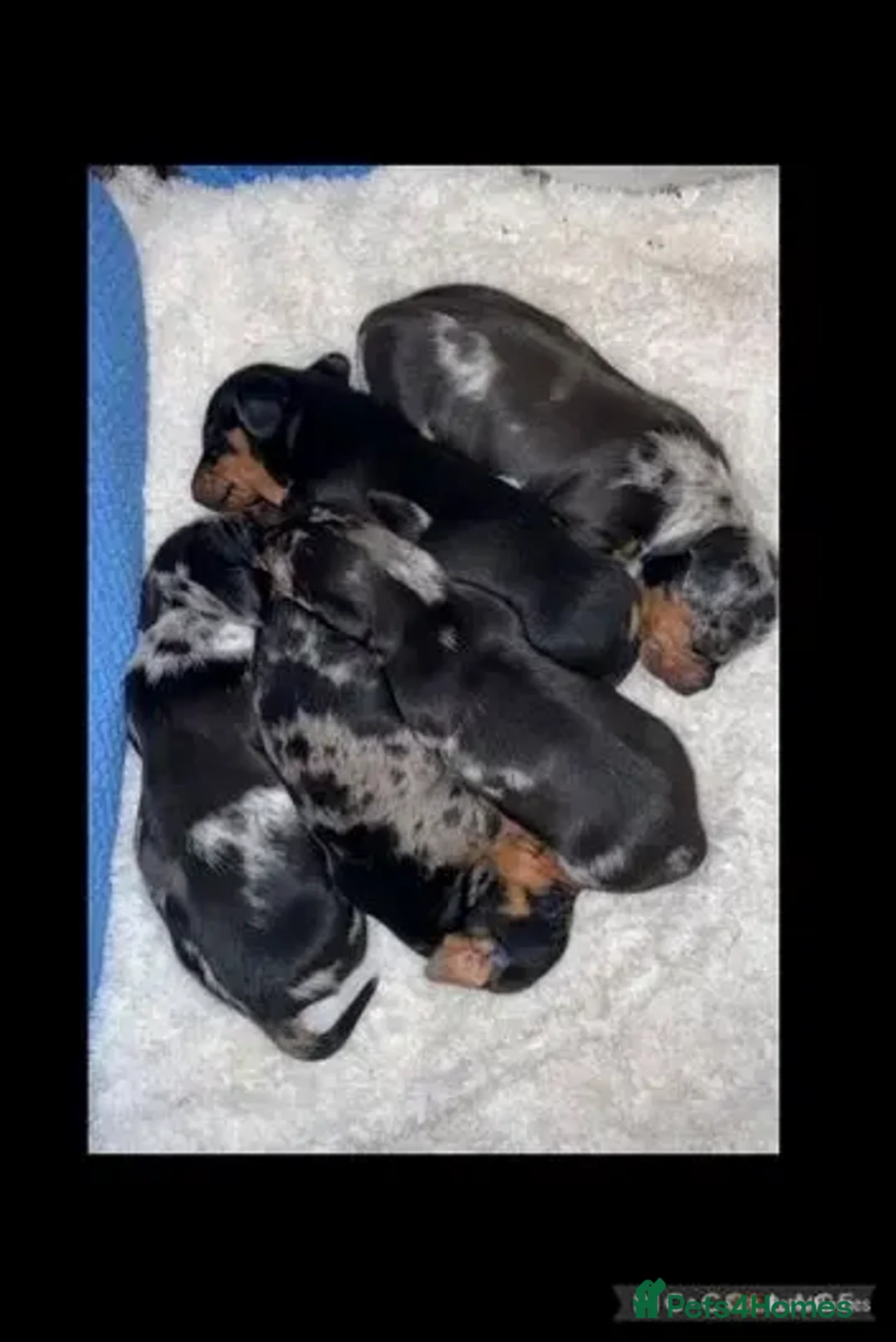 Miniature Dachshund dogs for stud:  Handsome Silver Dapple in Brecon - Advert 6