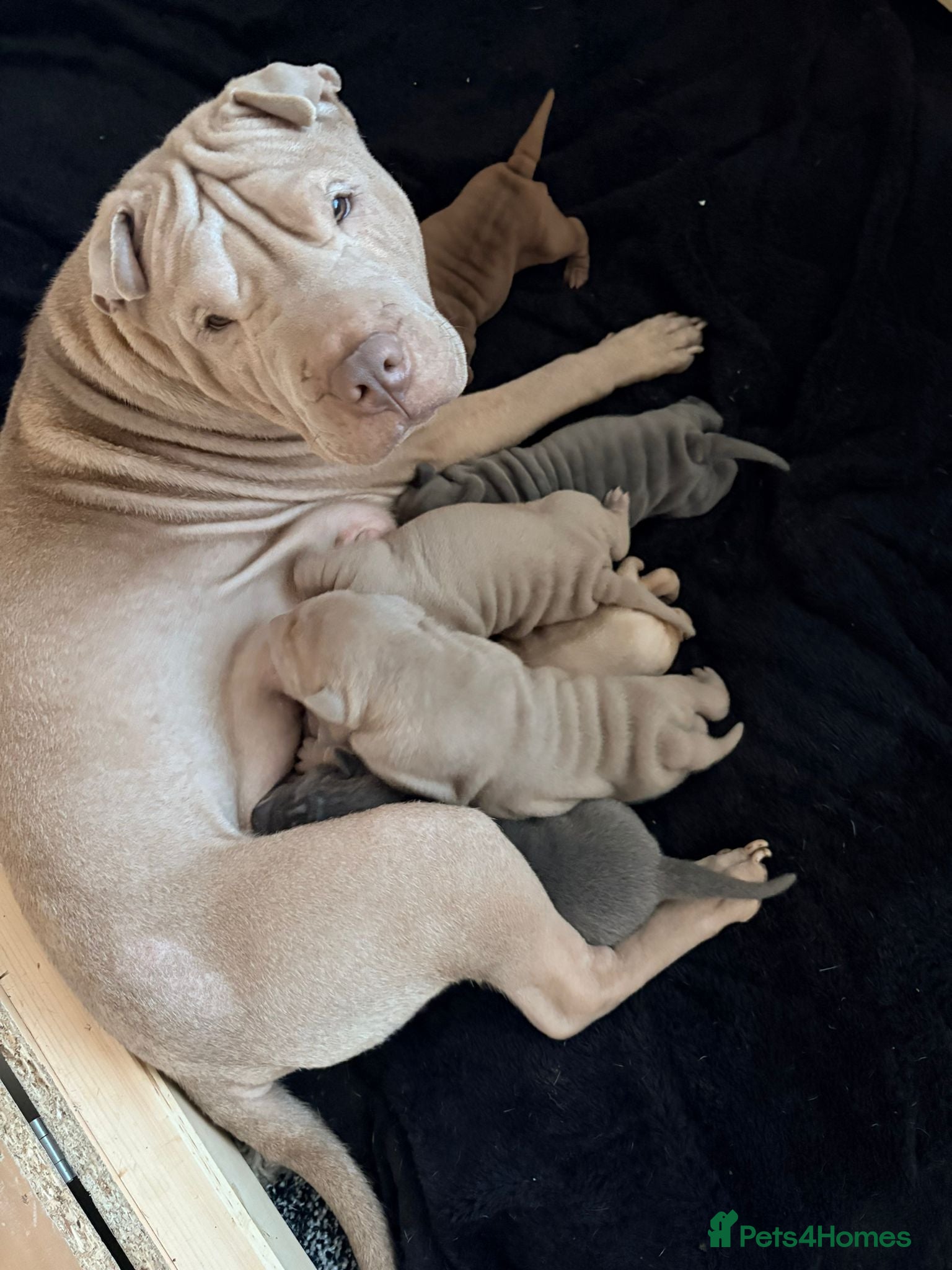 Shar Pei dogs Shar Pei Puppies looking for forever homes - Advert 1