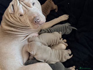 Shar Pei dogs Shar Pei Puppies looking for forever homes - Advert 2