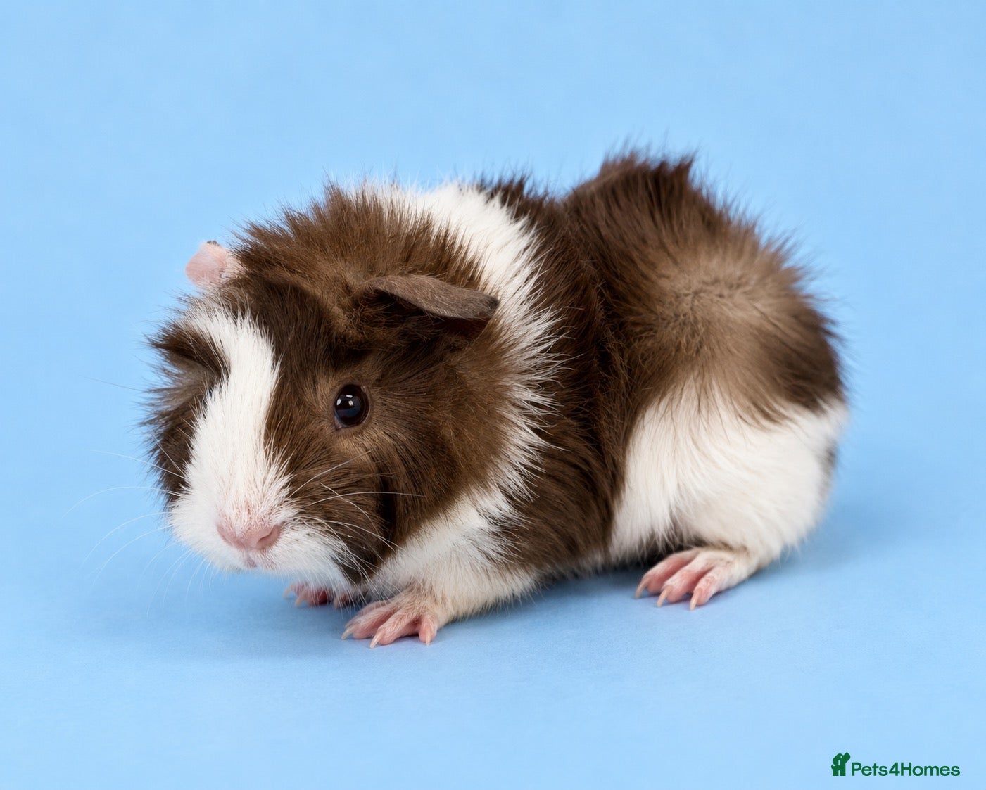 Guinea Pig rodents 🐹💕 TWO ADORABLE BONDED BABY BOYS 💕🐹 - Advert 2