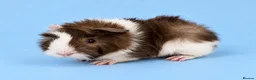 Guinea Pig rodents for sale: 🐹💕 TWO ADORABLE BONDED BABY BOYS 💕🐹 in Bristol - Advert 2