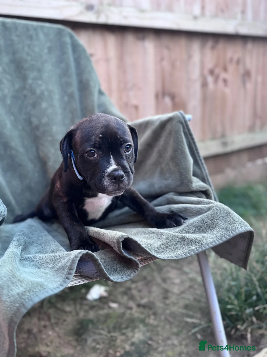 Staffordshire Bull Terrier dogs for sale: READY NOW KC Staffordshire Bull Terrier - Advert 1