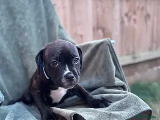 Staffordshire Bull Terrier dogs READY NOW KC Staffordshire Bull Terrier - Advert 5