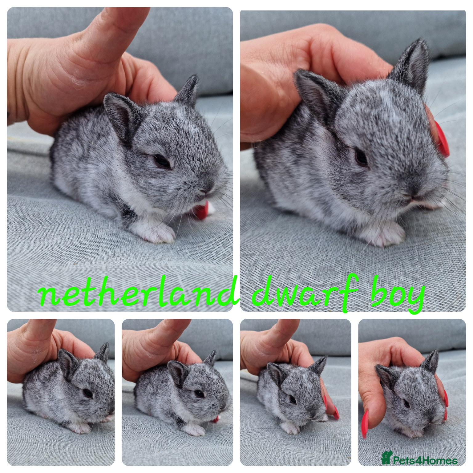 Mini Lop rabbits Mini lops, lionheads, netherland dwarf pure breeds - Advert 17
