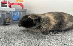 French Lop rabbits for sale: Male Rabbit 15 weeks - Image 2