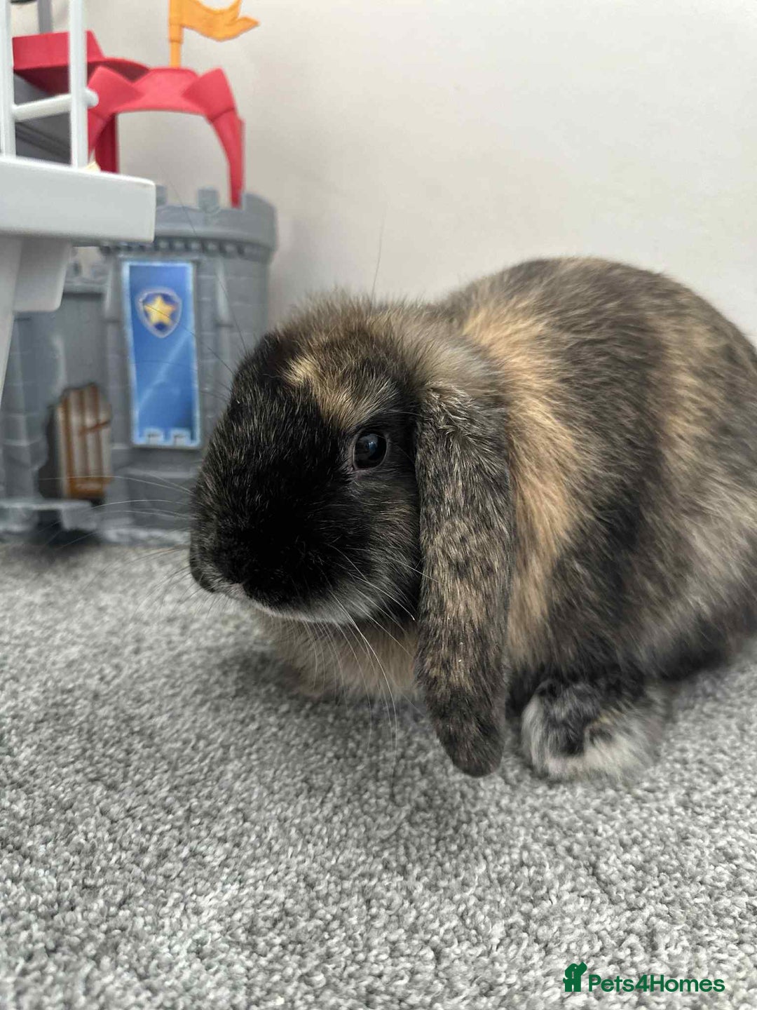French Lop rabbits for sale: Male Rabbit 15 weeks - Image 2