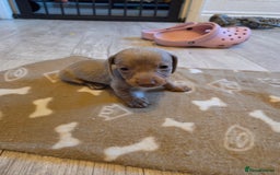 Miniature Dachshund dogs for sale: Ready to go 3/12/25 - stunning coloured Dachsunds - Image 10