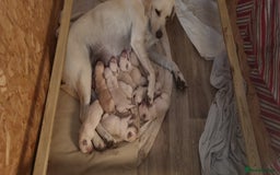 Mixed Breed dogs for sale: Double Doodle puppies  - Image 22