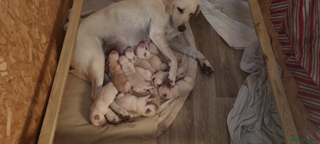 Mixed Breed dogs for sale: Double Doodle puppies  - Image 22