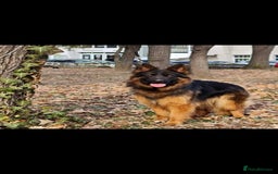 German Shepherd dogs for sale: Wonderful german shepherd puppies  - Image 1