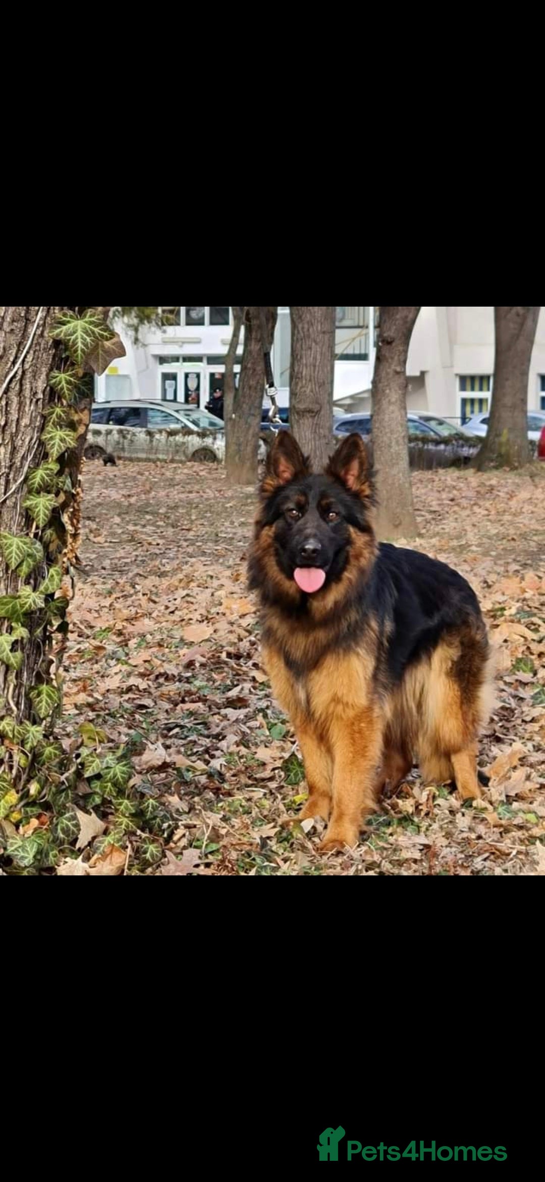 German Shepherd dogs for sale: Wonderful german shepherd puppies  - Image 1