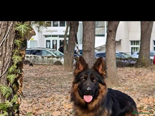 German Shepherd dogs - Advert 7