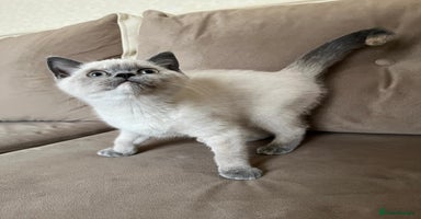 British Shorthair cats - Advert 5