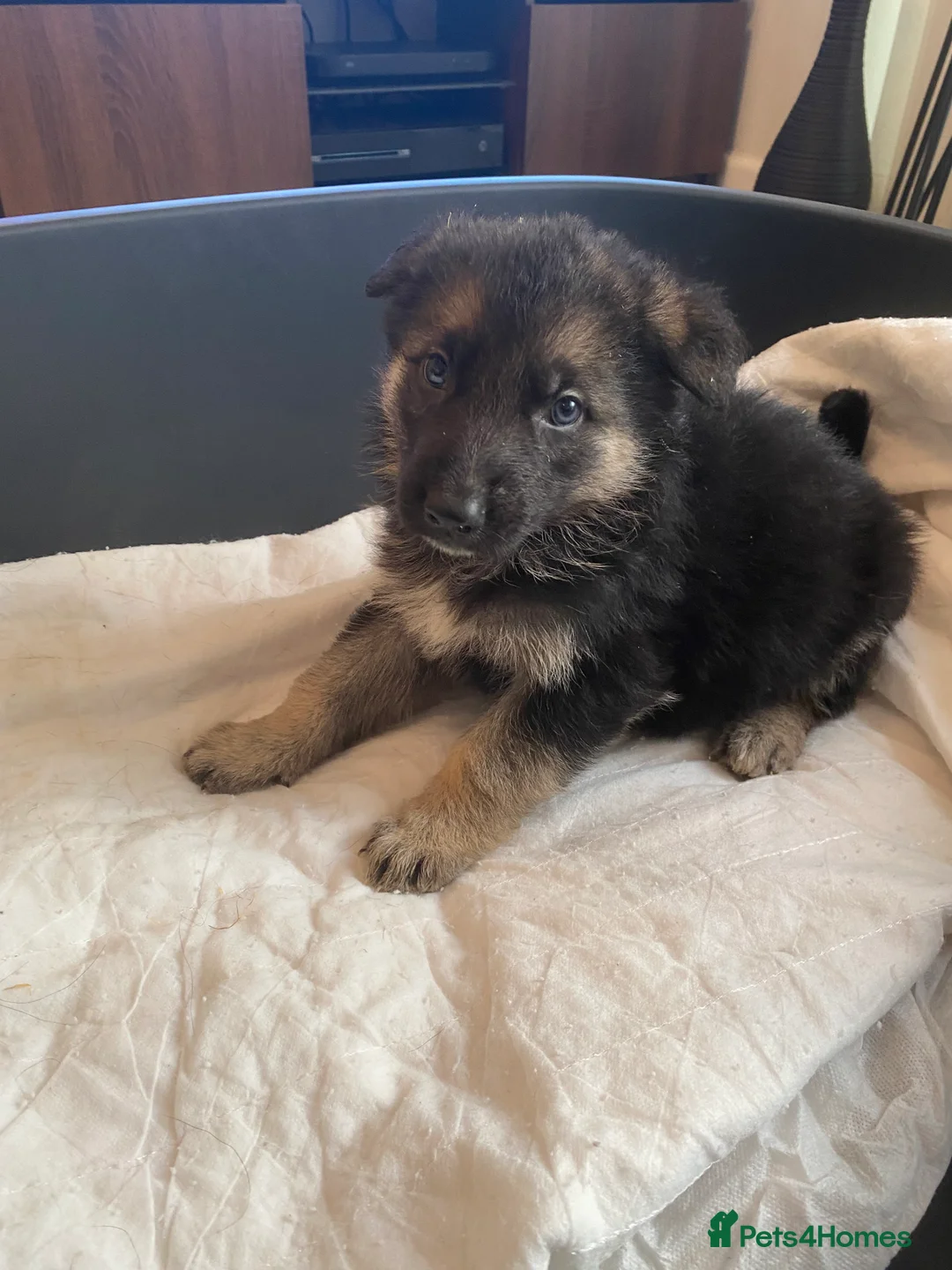 German Shepherd dogs for sale: German shepherd puppies  - Advert 28
