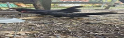 Chickens poultry for sale: Bantam Cockerel for new home - Advert 4