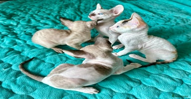 Cornish Rex cats - Advert 8