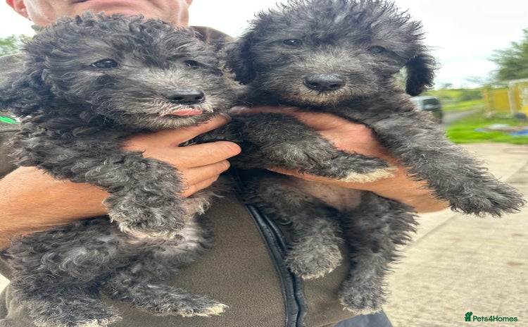 Bedlington Terrier dogs - Advert 1