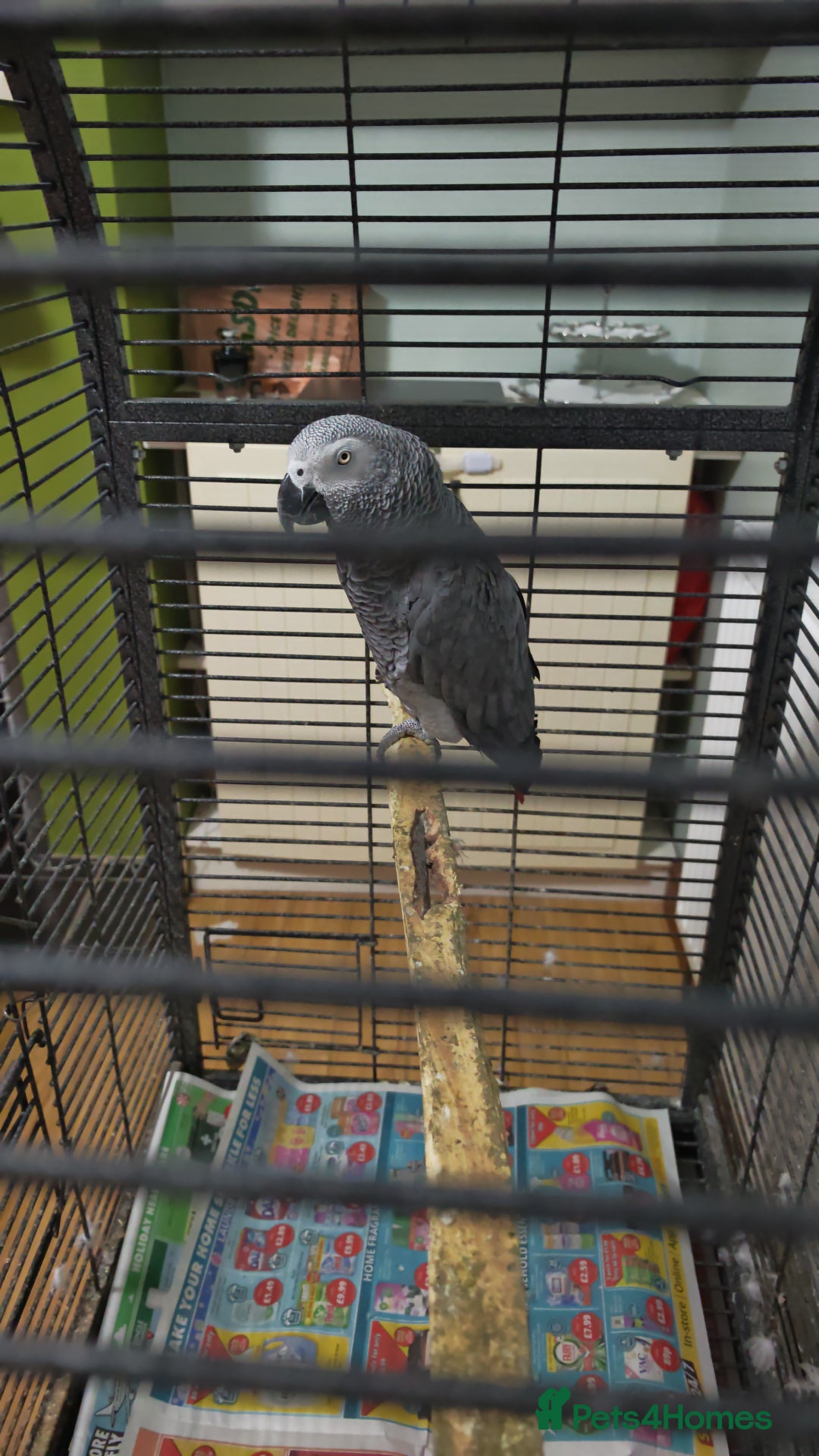 Parrots birds for sale: African grey parrot  - Advert 3