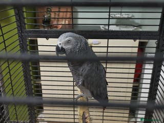 Parrots birds African grey parrot - Advert 8